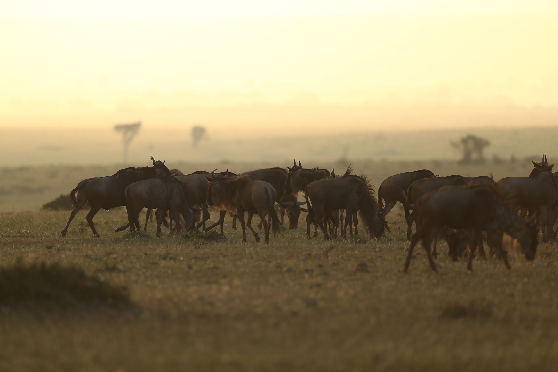 Kenya