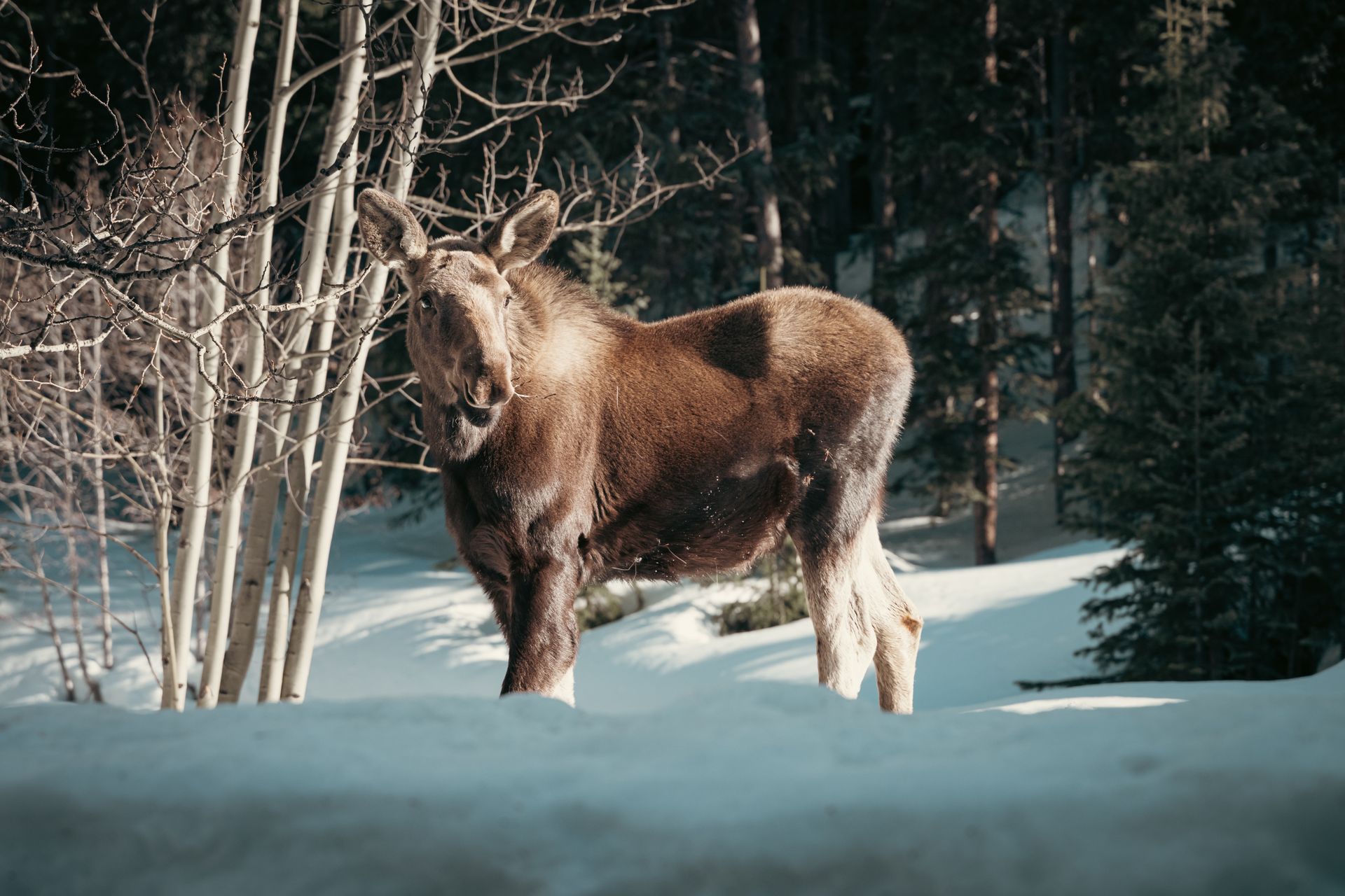 lapland