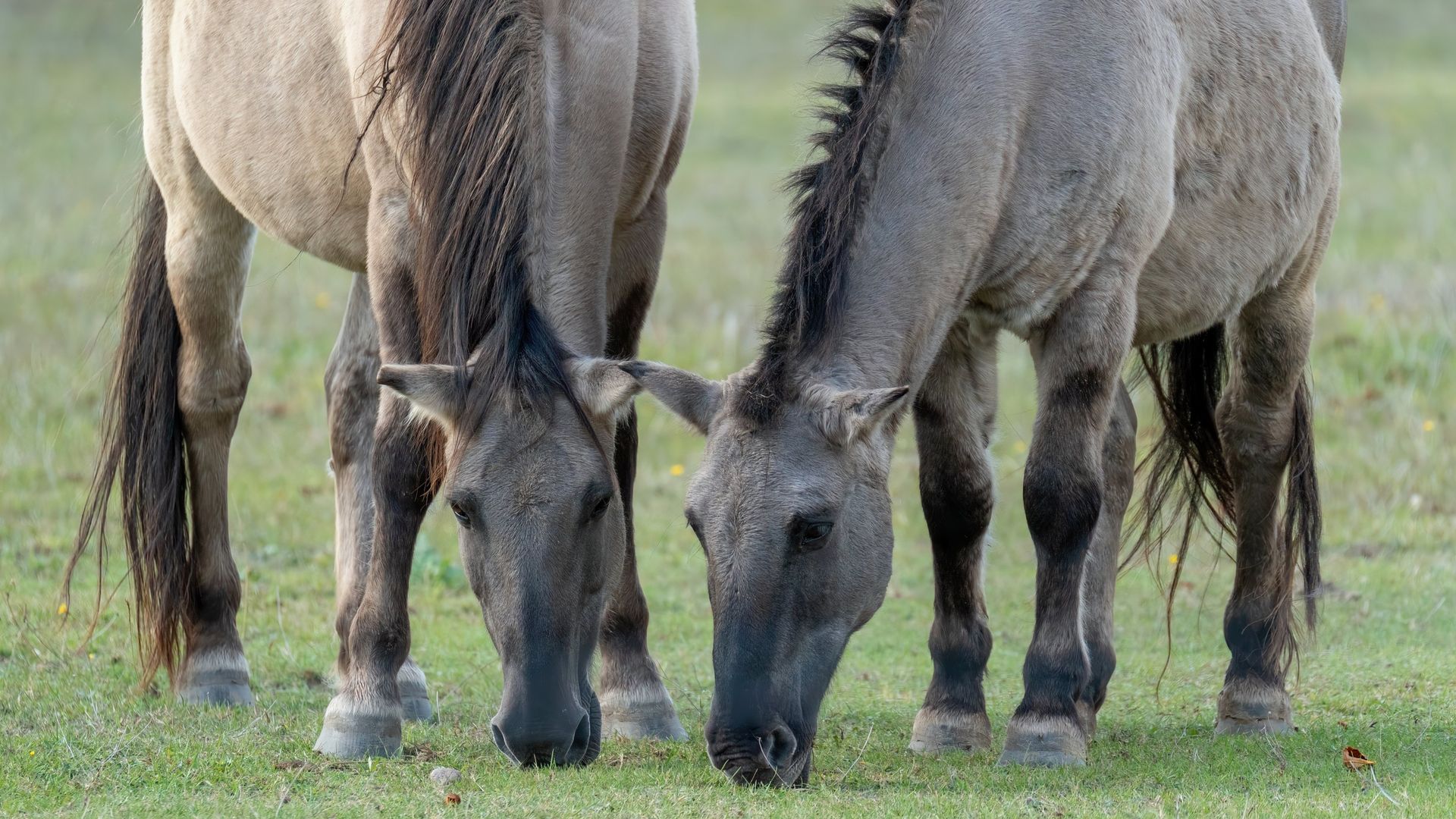 mongolie