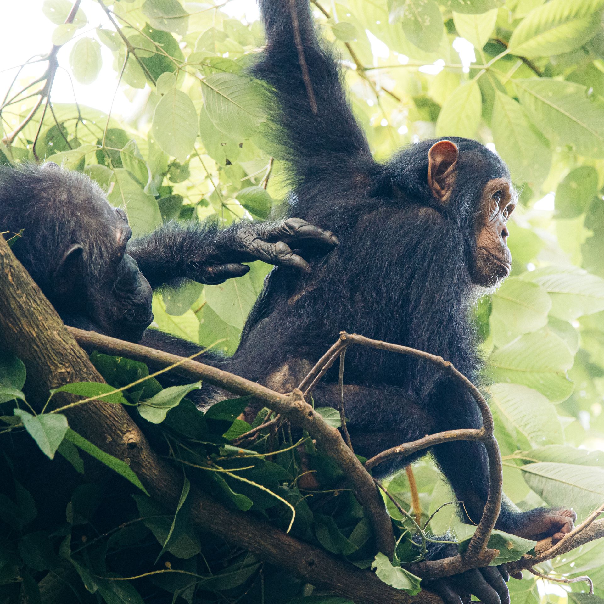 tanzania