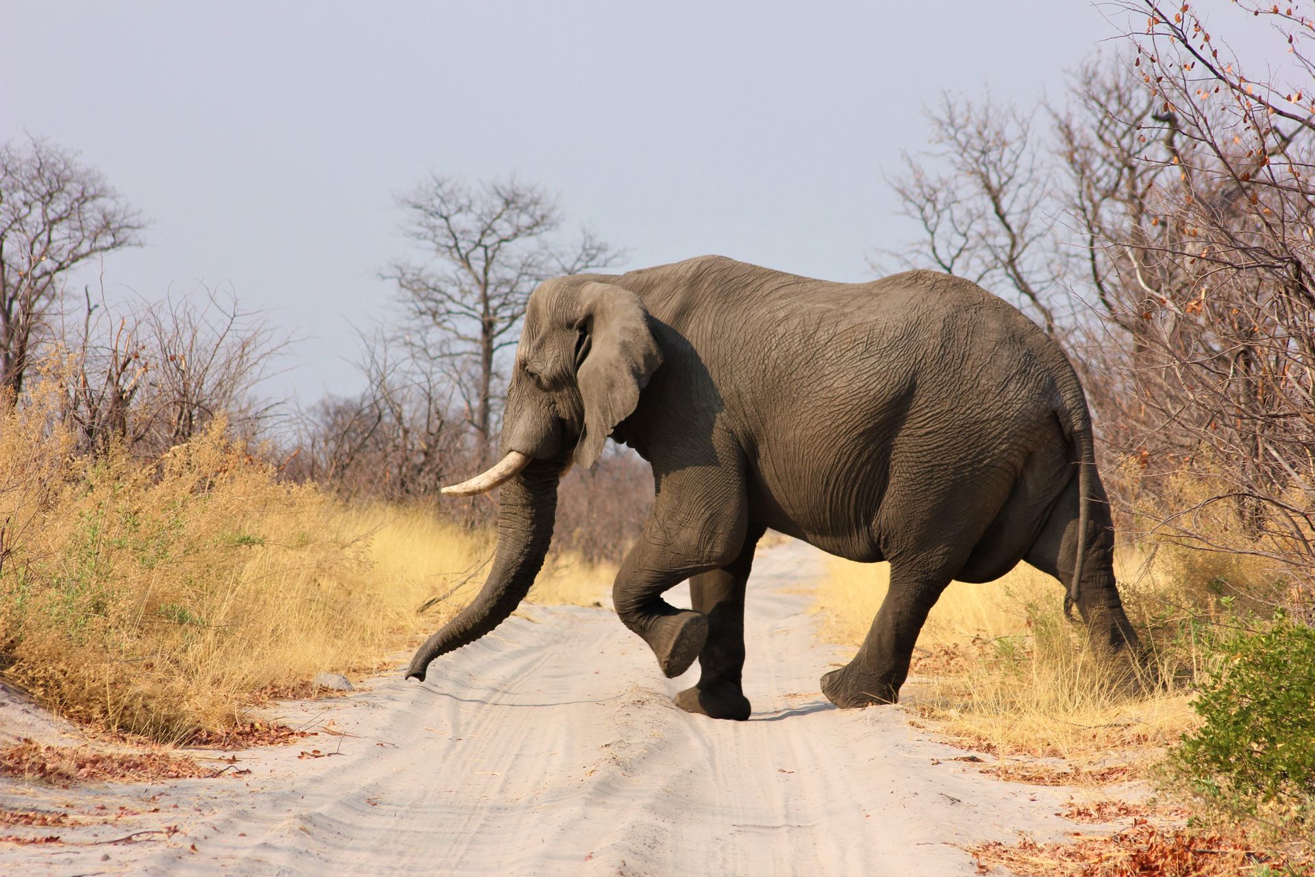 Zambia