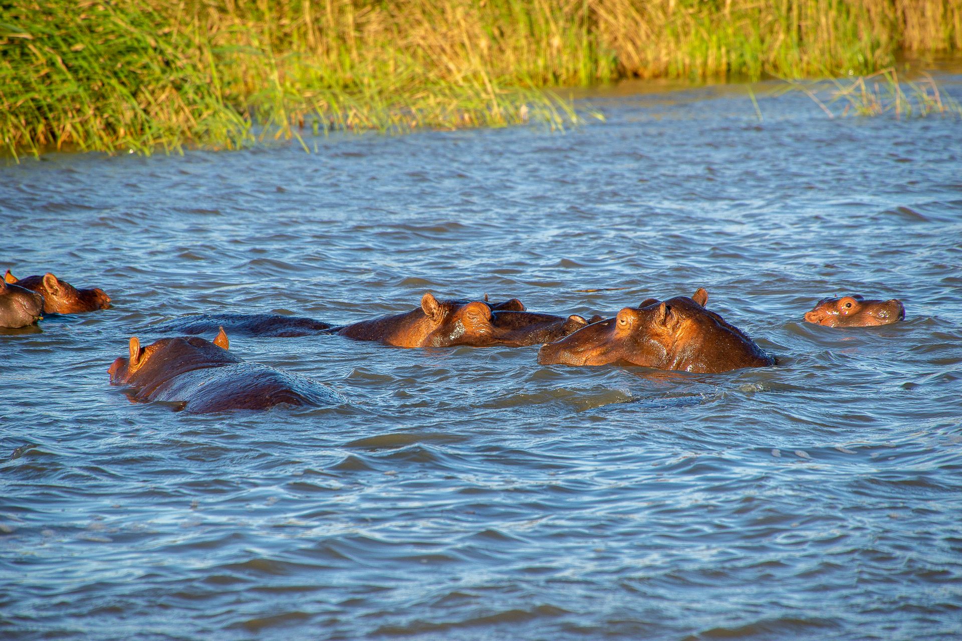 zambia
